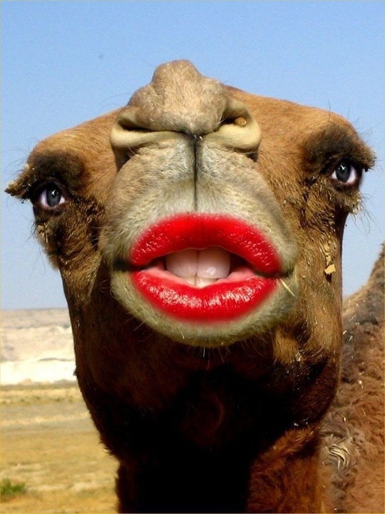 Big lips or thin lips?