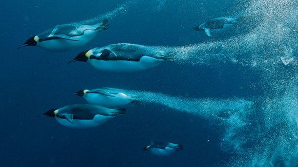 Can feathers make you better at swimming?