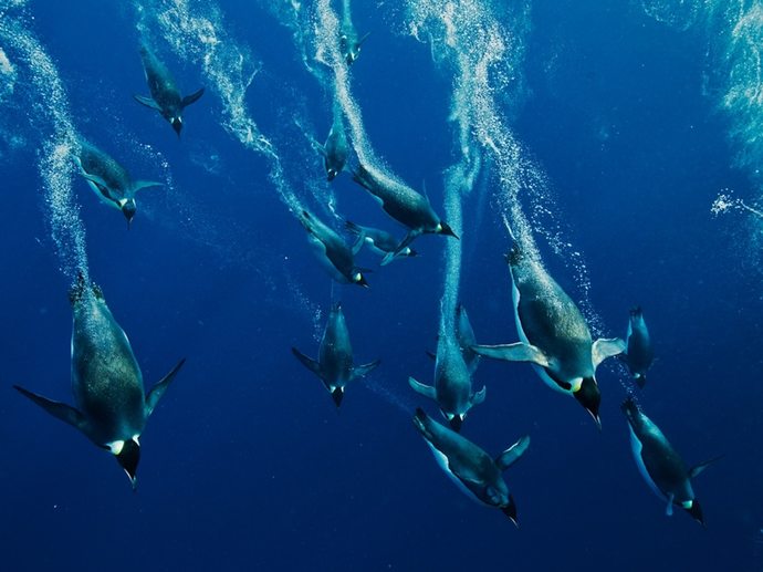 Can feathers make you better at swimming?