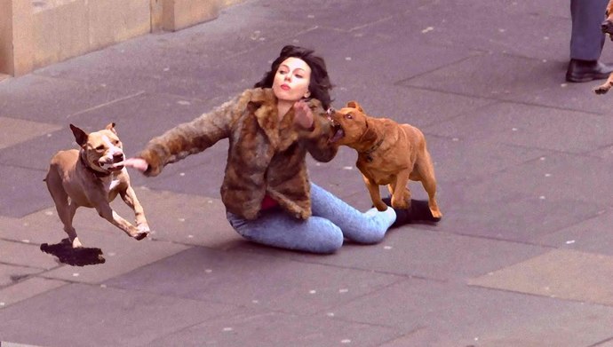 Taking pissed dogs out for a walk