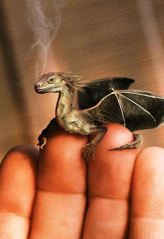 What would you do if your partner commanded you to do what they say or they will 'wake the dragon' on you?