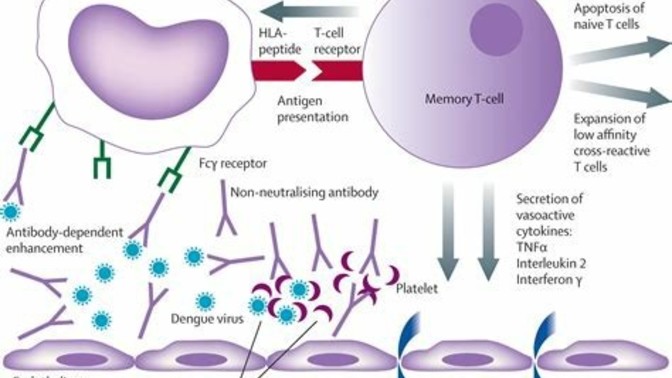 Antibody dependent enhancement from mrna vax?