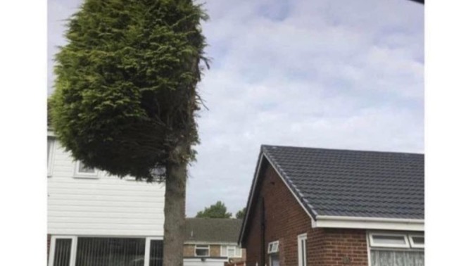 If a neighbours tree overhung your property would you cut it?
