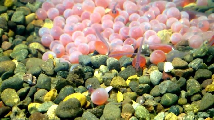 Salmon eggs hatching