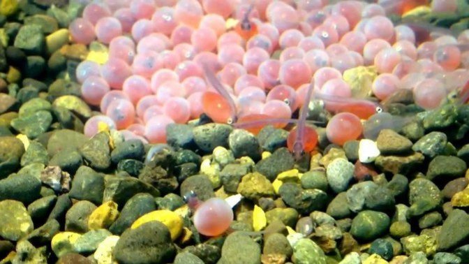 Will fish eggs hatch if frozen for years or decades and then released in streams and lakes?