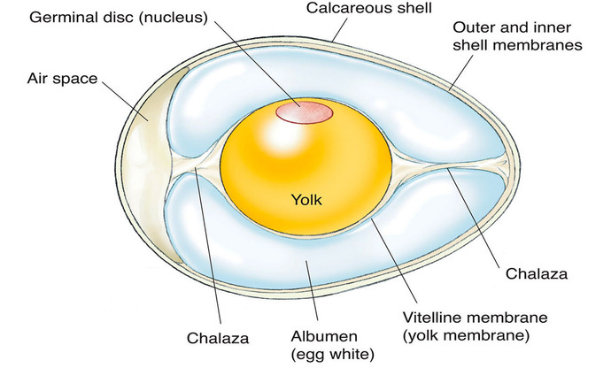 Bird egg