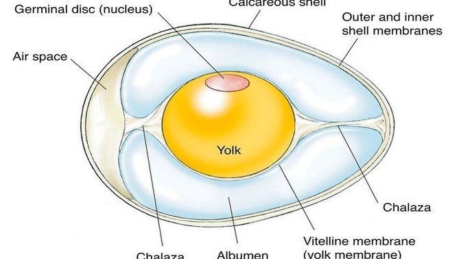 Is it possible to hatch bird eggs after freezing the egg or the germinal disc for years?