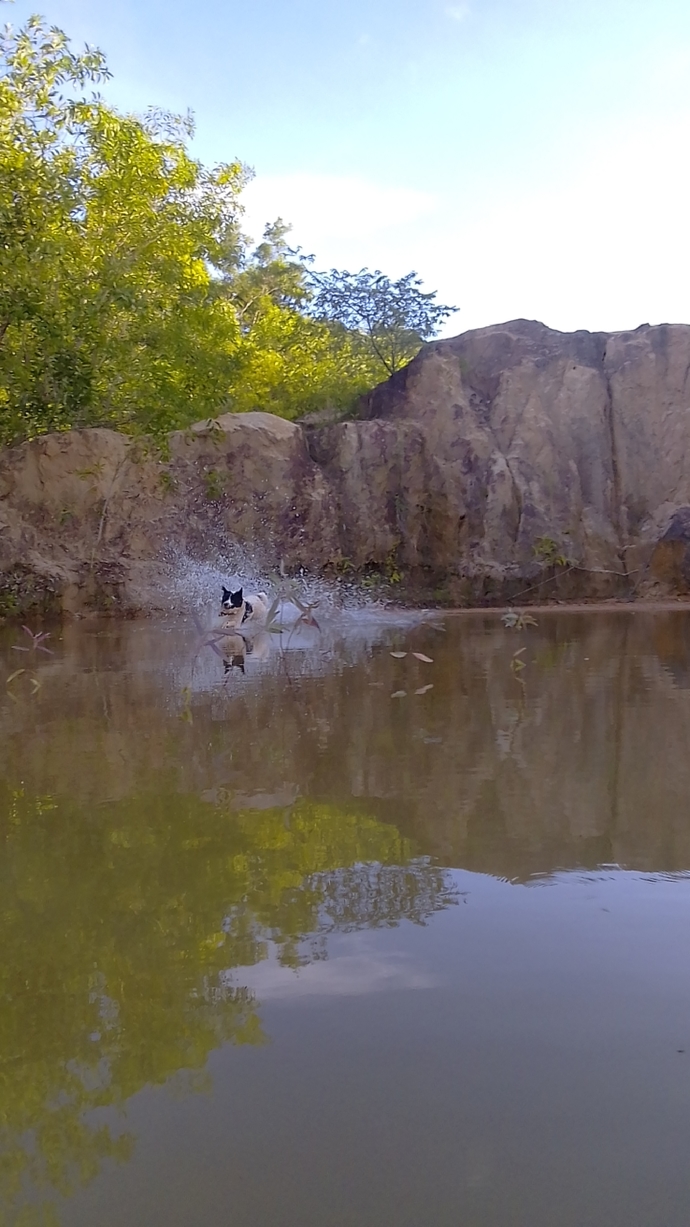 Does your dog like the water?