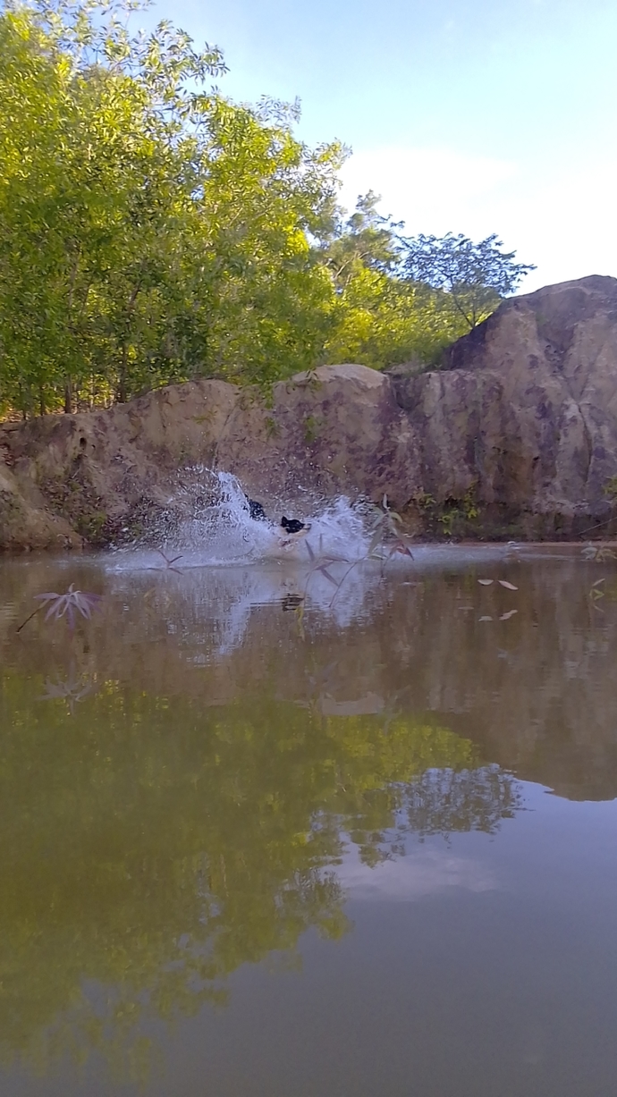 Does your dog like the water?