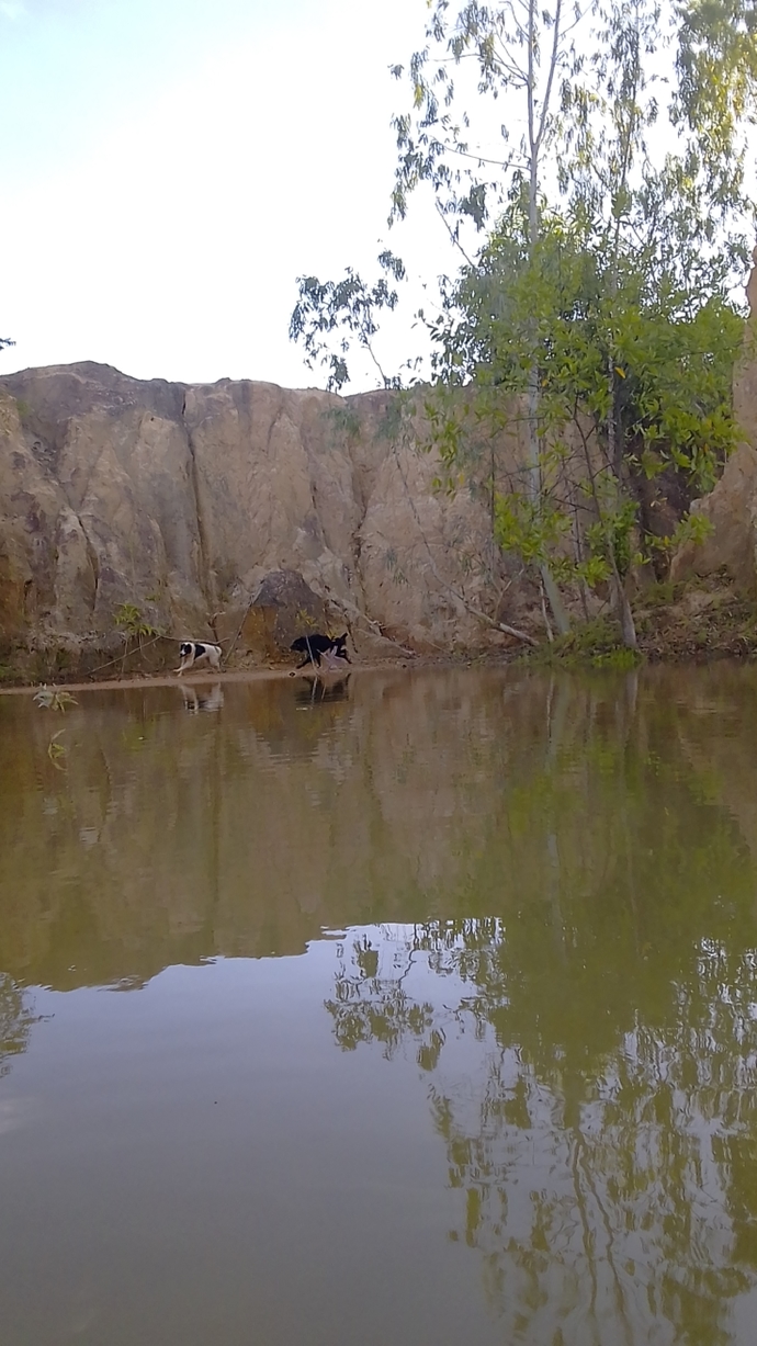 Does your dog like the water?