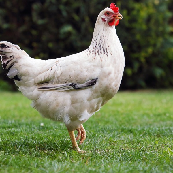 What would happen if we let all the chickens loose at the same time?