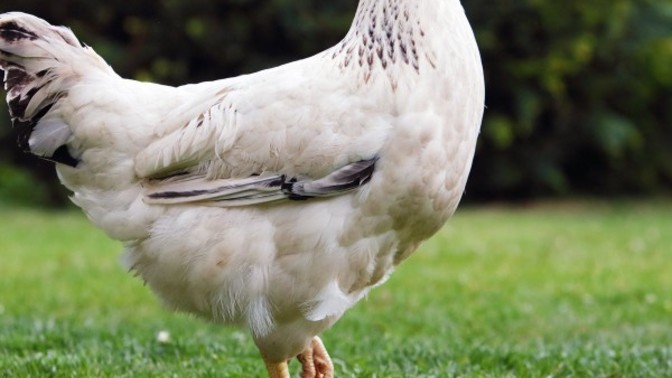What would happen if we let all the chickens loose at the same time?