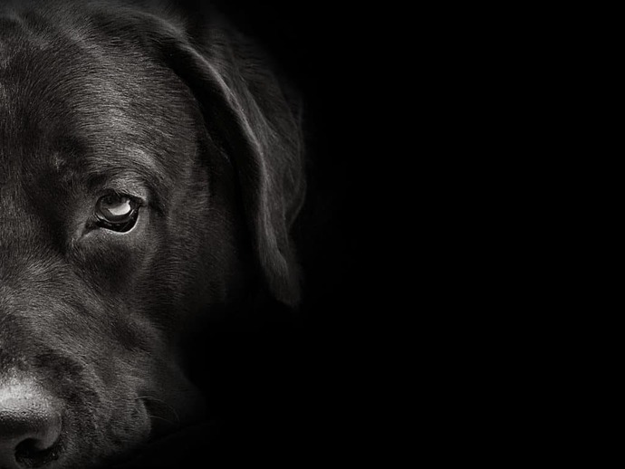 Can YOUR pets sense evil?