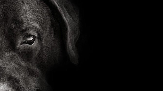 Can YOUR pets sense evil?