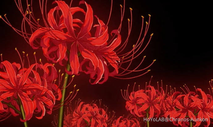TIL these are spider lillies <3