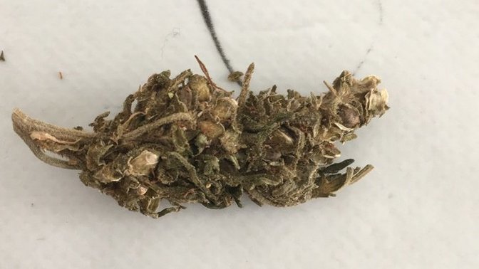 Is it weed or not? What kind of weed?