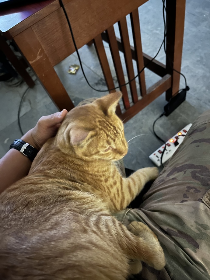 Anyone have cats or into cats?