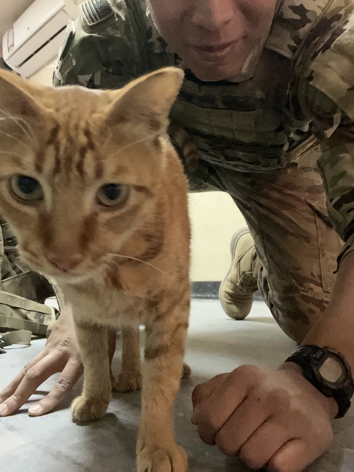 Anyone have cats or into cats?