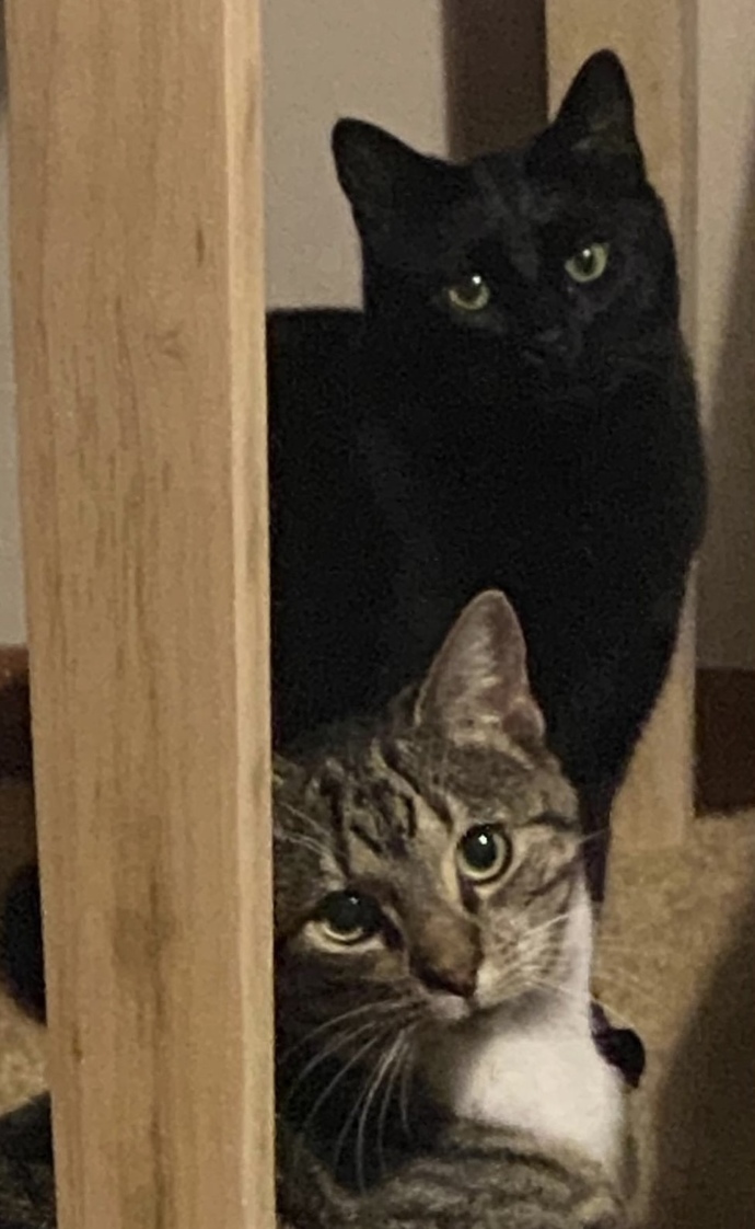 Anyone have cats or into cats?