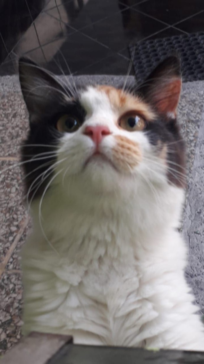 Anyone have cats or into cats?