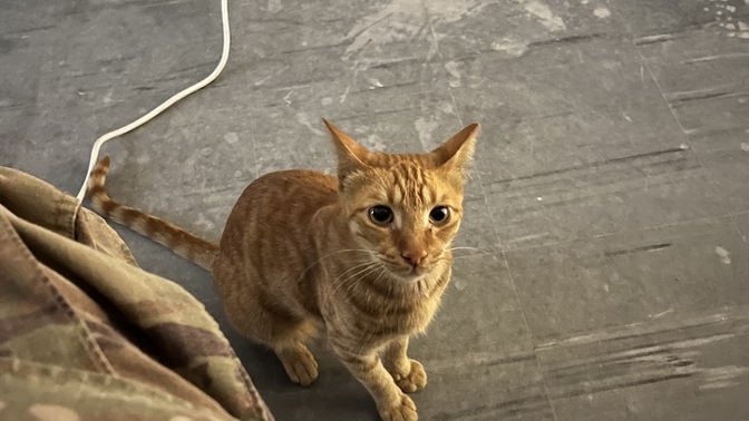 Anyone have cats or into cats?