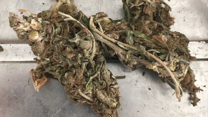 Is it weed or not? I smoked it but it had no effect?