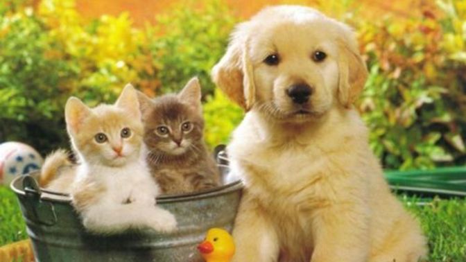Would you ever become a dog or cat lady/man?