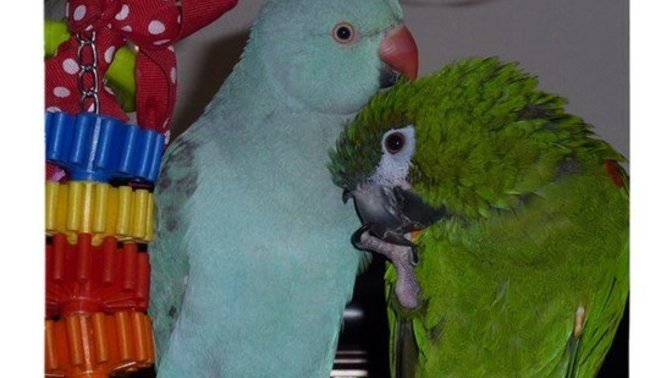 Do Indian ringneck parrots or Hahn's macaws have cuter voices?