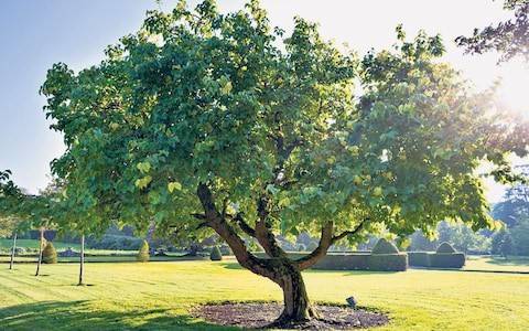 Have you ever gone around the mulberry bush?