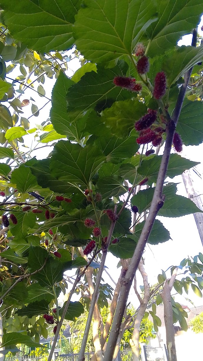 Have you ever gone around the mulberry bush?