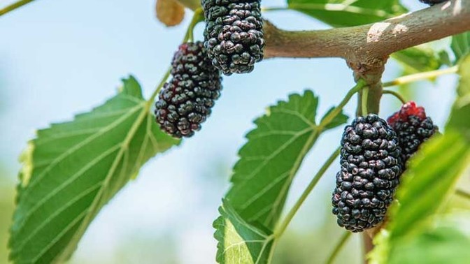Have you ever gone around the mulberry bush?