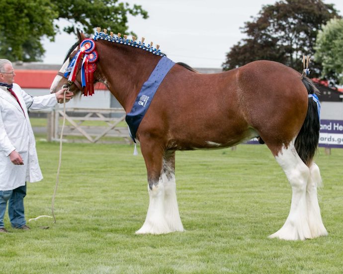 Not letting a 300 pound woman ride a horse a form of discrimination?