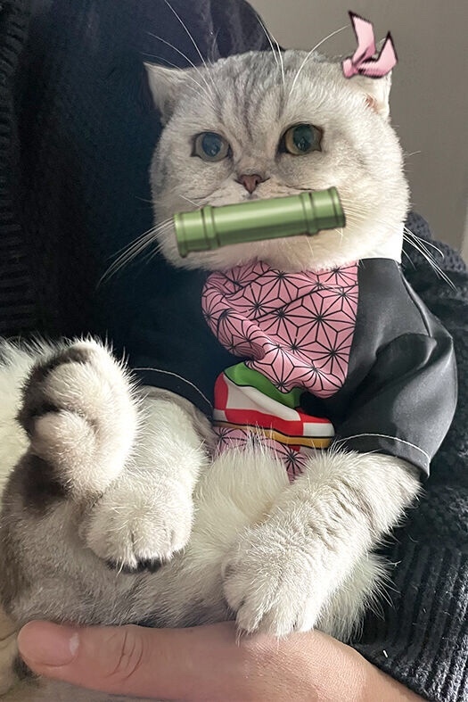 Would you put a costume on your Cat for Halloween?