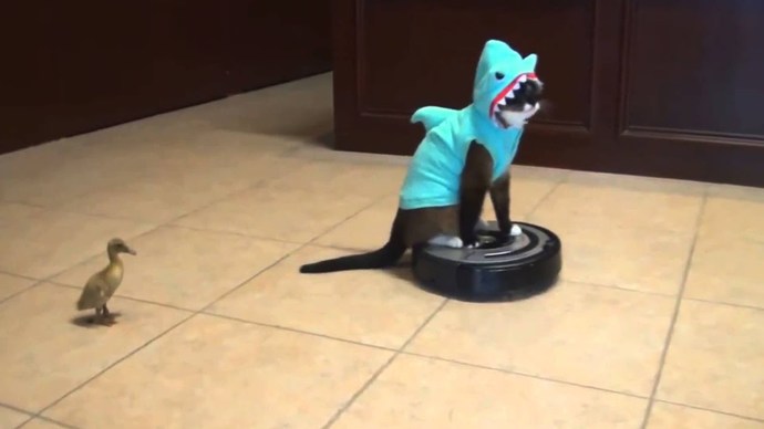 Would you put a costume on your Cat for Halloween?