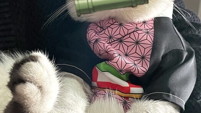 Would you put a costume on your Cat for Halloween?