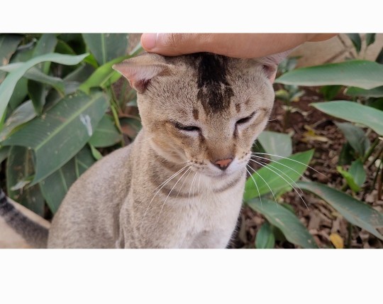 Who else loves kittys ❤️?