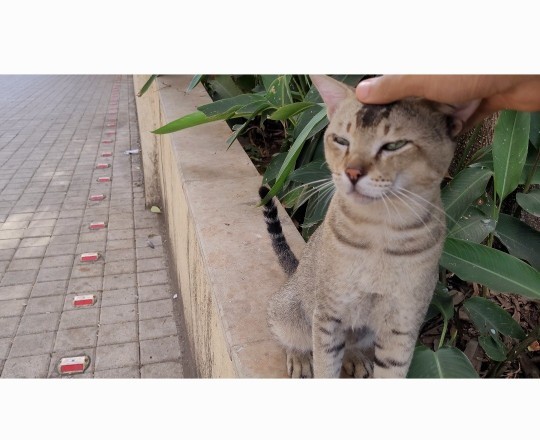 Who else loves kittys ❤️?
