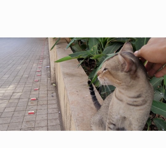 Who else loves kittys ❤️?