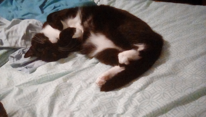 Tuxedo Jones ❤ (Tux)