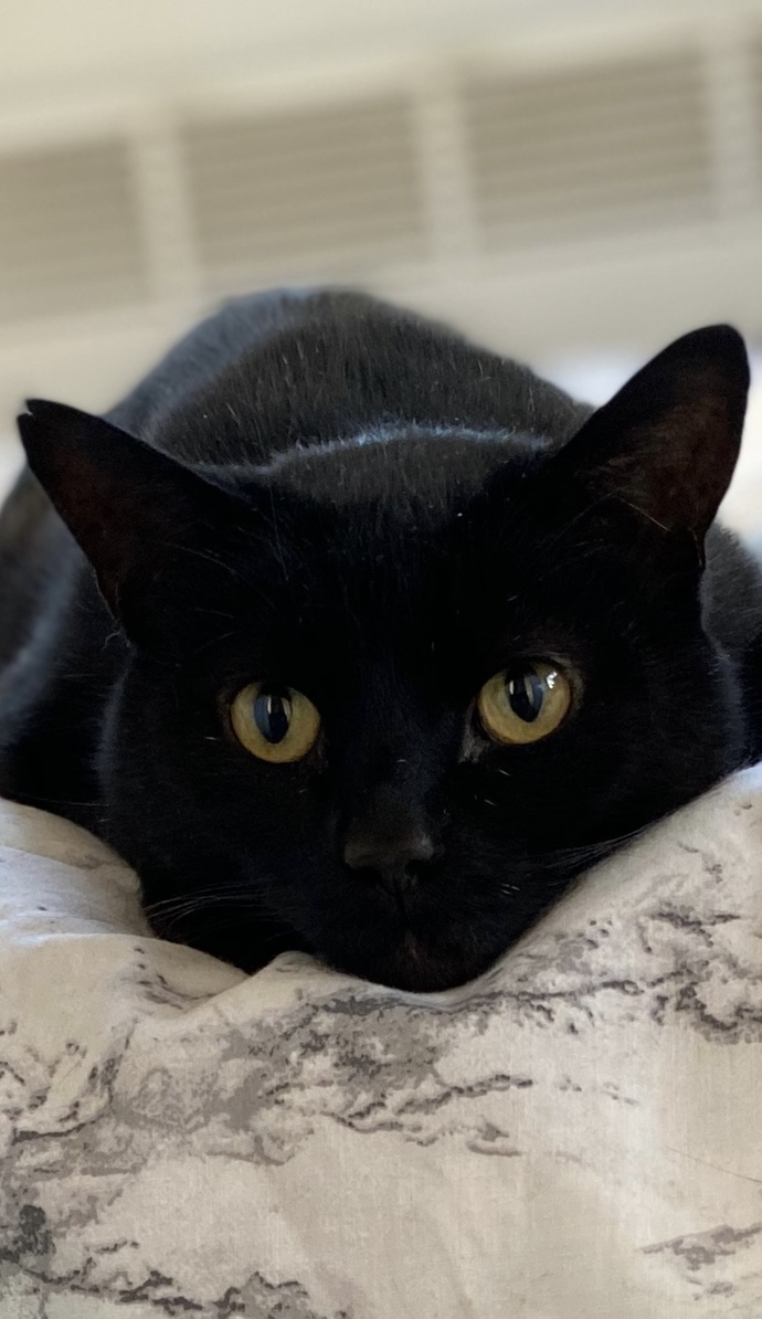 Here’s my kitty 😊