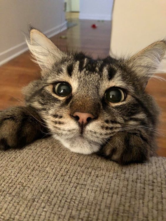 heres a cute kitty ^^
