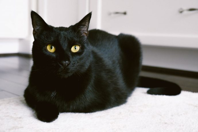meow.