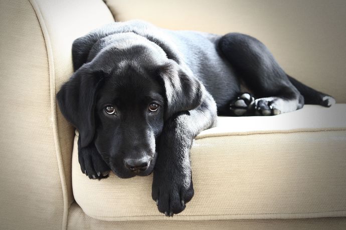 woof.