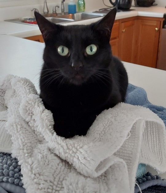 Would you adopt black coated dogs or cats?