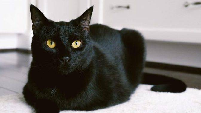 Would you adopt black coated dogs or cats?