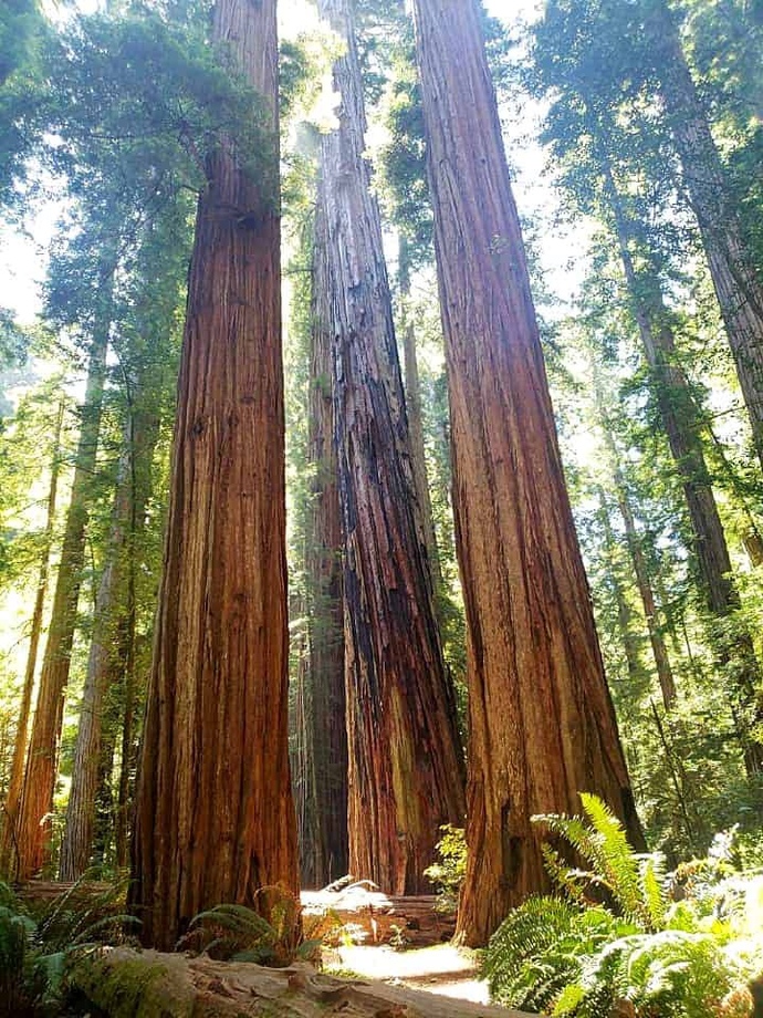 What kind of tree would you be if you were a one, and why?