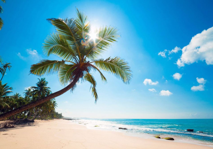 What kind of tree would you be if you were a one, and why?