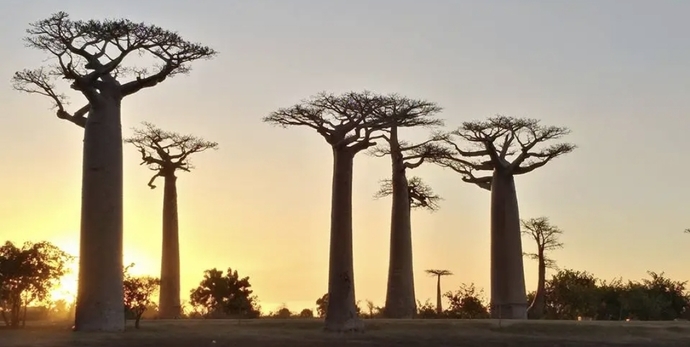 Baobab Trees