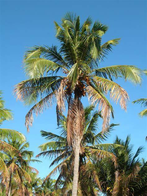 What kind of tree would you be if you were a one, and why?