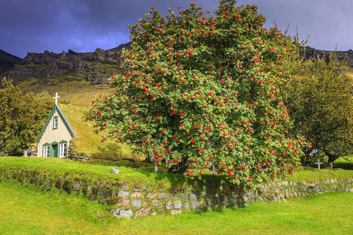 What kind of tree would you be if you were a one, and why?